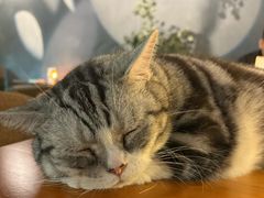 -咖法森林·咖啡  酒吧(天河店)