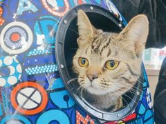 -中农大我爱我爱动物医院·核磁CT·猫病·24小时夜诊中心(石佛营店)