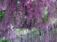 -嘉定紫藤园