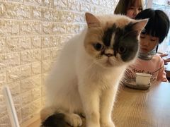 -平行世界·猫咖(首经贸店)