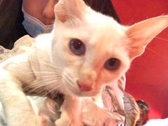-猫色咖啡·猫咖