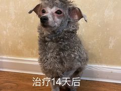-芭比堂动物医院·犬猫全科·异宠专科(雁塔分院)