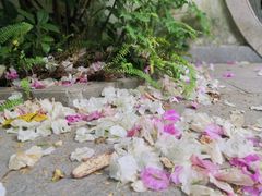 -深圳国际园林花卉博览园