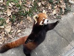 -合肥野生动物园