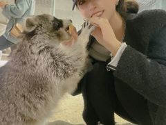 -浣熊柯尔鸭土拨鼠·电玩咖