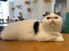 -藏猫猫咖啡主题馆(中央大道店)