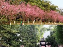 -望江楼公园