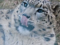 -青藏高原野生动物园