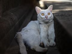 -龙华寺