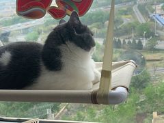 -熊小胖宠物生活馆(天华园店)