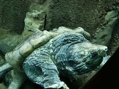 -太平洋海底世界