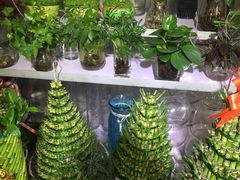 -万商花鸟市场