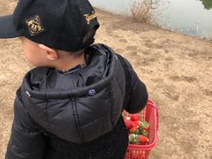 -胜丰草莓采摘园