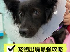 -北京观赏动物医院·24小时大型综合·猫专科·异宠专科