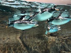 -成都浩海立方海洋公园