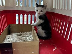 -达爱动物医院·犬猫分区·CT·复杂眼科(远洋山水分院)