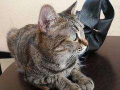 -猫友咖啡店(玉林西路店)
