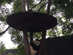 一岁的熊猫-成都大熊猫繁育研究基地