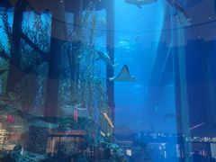 -迪拜水族馆及水下动物园