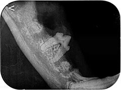 -东莞宠友24H宠物中心医院·转诊夜诊·异宠(新河北路院)