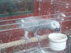 -百好乐宠物友好餐厅(朝外大街店)