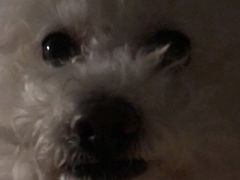 -艾贝尔宠物诊疗