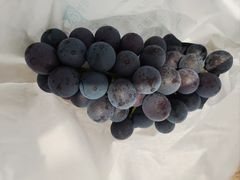 -马陆小张葡萄园农家乐