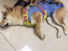 -美联众合24小时动物医院(华苑分院)