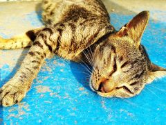-百万葵园