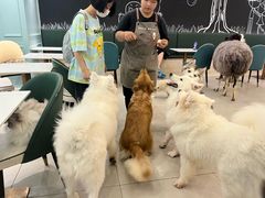 -安格丽娜·狗咖·猫咖羊驼咖(春熙路百盛商场店)