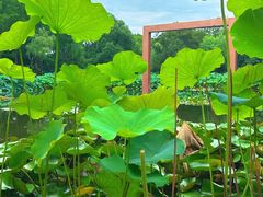 -陈家山荷花公园