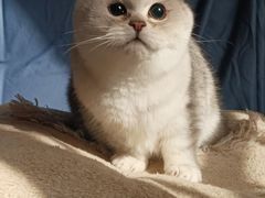 -艾贝尔宠物医院·24H转诊中心·肿瘤猫专科(江宁双龙店)