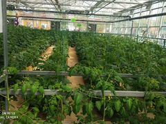 -兰陵国家农业公园