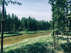 -黄海国家森林公园