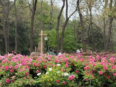 -洛阳市隋唐城遗址植物园
