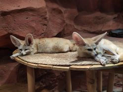 -Zoolung Zoolung动物主题公园(海信广场店)