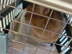 -瑞派·关忠动物医院·猫专科·犬专科(三环新城店)