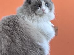 -芭比堂爱心动物医院·心脏科·犬猫内科(越城可乐分院)