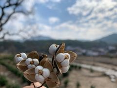 -塔川景区