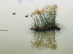 -海珠湖公园