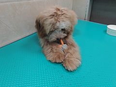 -美联众合爱康动物医院•复杂内科•肿瘤科•牙科•腔镜诊疗中心
