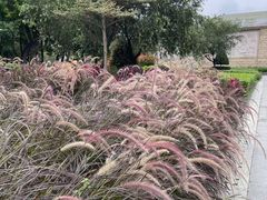 -映月湖公园