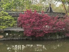 -上海醉白池公园