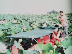 -洪湖生态旅游区