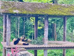 -中国大熊猫保护研究中心雅安碧峰峡基地