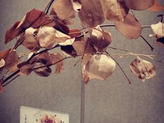 -娜娜家·Nana's restaurant(国金汇店)