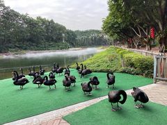 -广州长隆飞鸟乐园