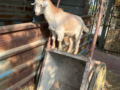 -马陆小张葡萄园农家乐