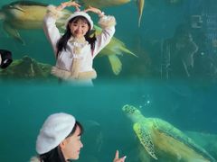-广东惠东海龟国家级自然保护区