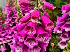 -龙大花卉苗木市场